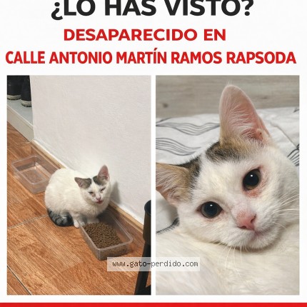 Foto 1/1 litronas Gato perdido en Las Palmas De Gran Canaria