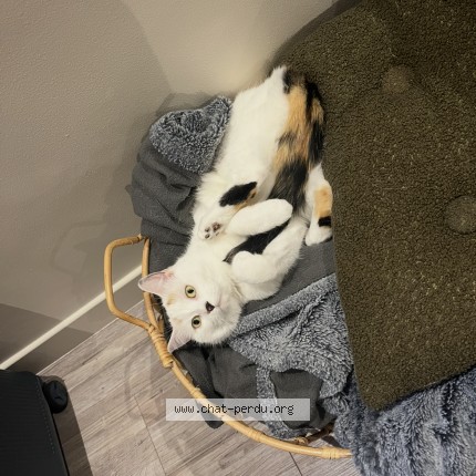 Foto de un gato reunido en Vern D Anjou