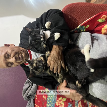 Foto 1/1 Tom Gato perdido en Rosarito