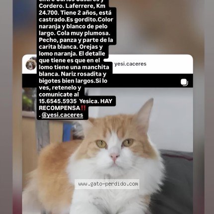 Foto del gato perdido en Gregorio De Laferrere