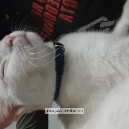 Foto del gato perdido en Santa Fe