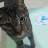 Michi