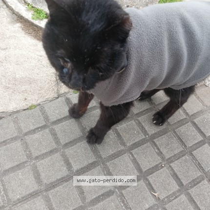 Foto de gato encontrado en Maldonado