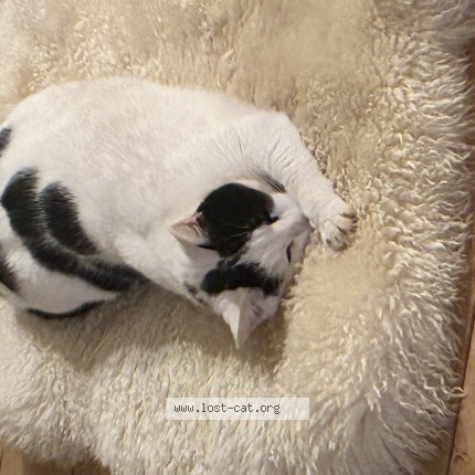 Foto de un gato reunido en Alle Sur Semois