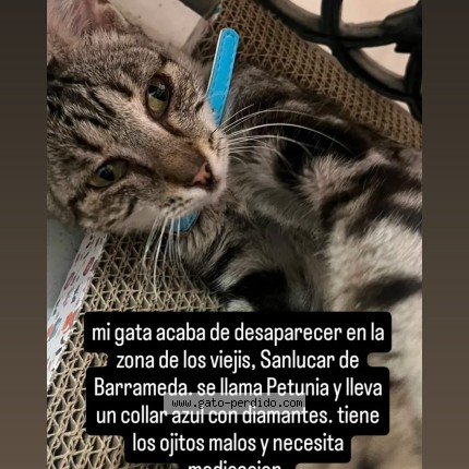 Foto 1/1 petunia Gato perdido en Sanlucar De Barrameda