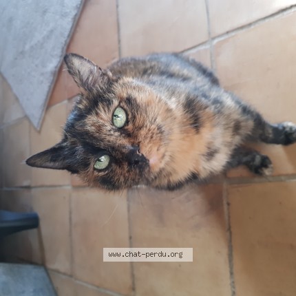Foto de un gato reunido en Noyant D Allier