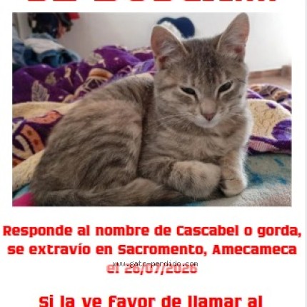 Foto 1/1 gorda o cascabel Gato perdido en Amecameca De Juarez