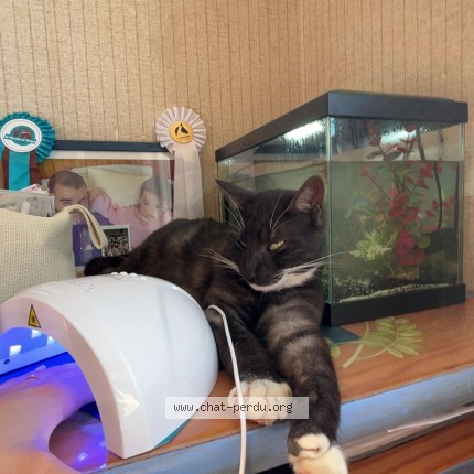 Foto de un gato reunido en Plesse
