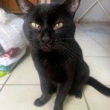 Negrito