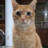Gatuelo