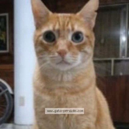 Foto 1/1 Gatuelo Gato perdido en Cajica Cundinamarca