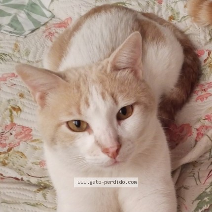 Foto del gato perdido en Resistencia