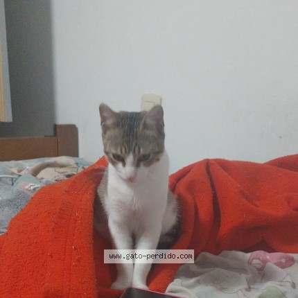 Foto del gato perdido en San Nicolas