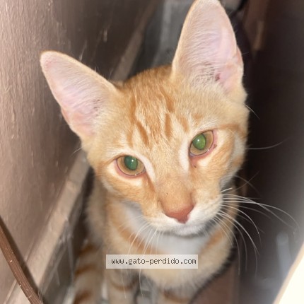 Foto 1/1 emilio bolillo Gato perdido en Ciudad Juarez