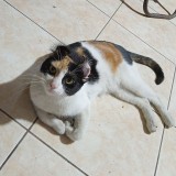 Perlita