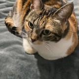 calico