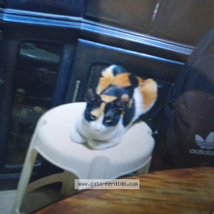 Foto del gato perdido en Comas