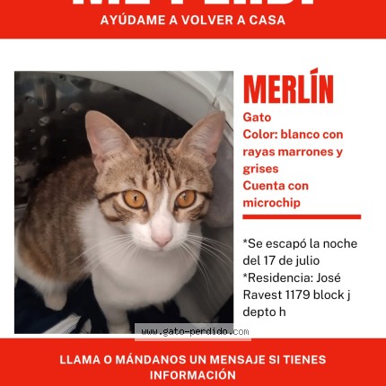 Foto 1/1 Gato encontado Encontrado en La Serena