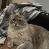Michi