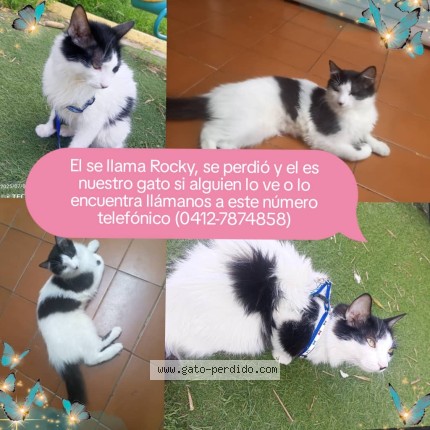 Foto del gato perdido en Caracas