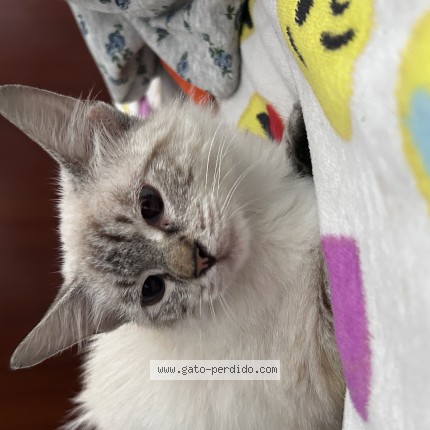 Foto de gato encontrado en Vargas