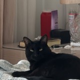 Alfonso