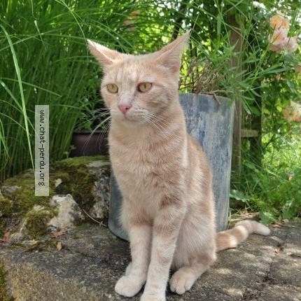 Foto de un gato reunido en Orleans