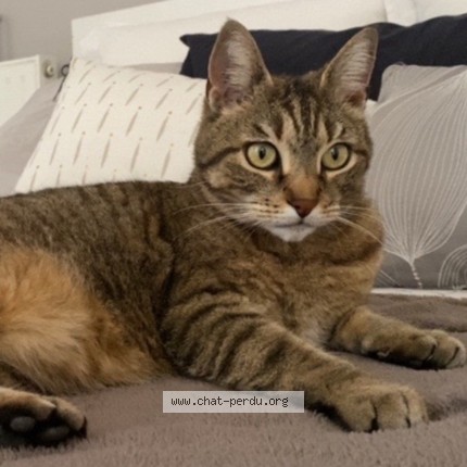 Foto de un gato reunido en Savigny Sur Orge