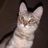vichi