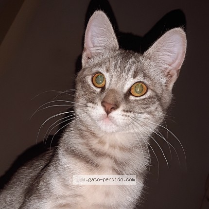 Foto 1/1 vichi Gato perdido en Gualeguaychu