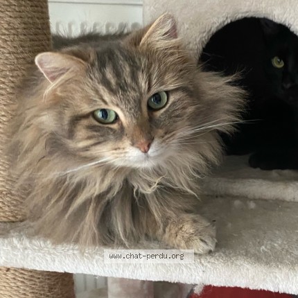Foto de un gato reunido en Bassens