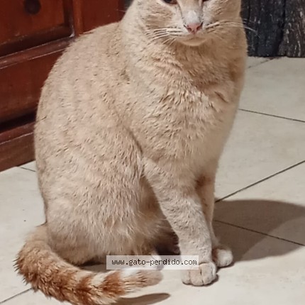 Foto 1/1 bandido randy Gato perdido en San Andres San Martin