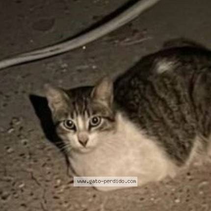 Foto del gato perdido en Municipio Vargas