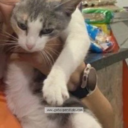 Foto 2/2 Maxi Gato perdido en Municipio Vargas