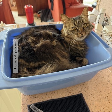 Foto de un gato reunido en Vias