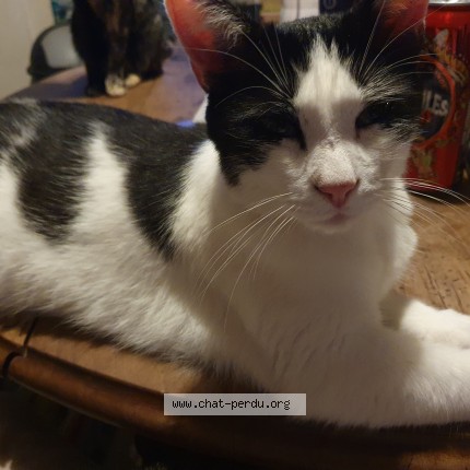 Foto de un gato reunido en Chamboulive