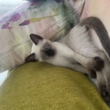 michi
