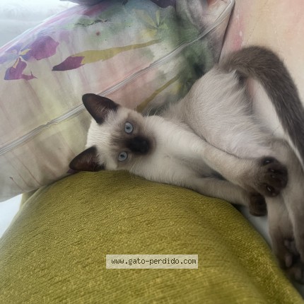 Foto del gato perdido en Baeza