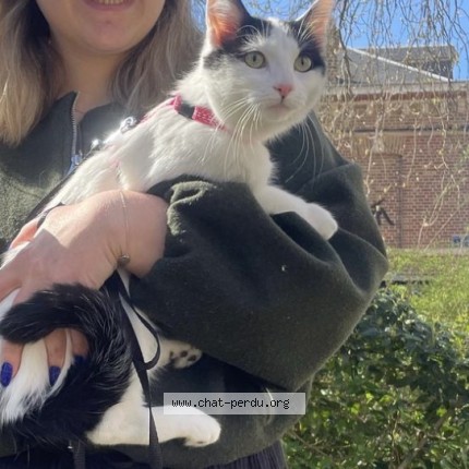 Foto de un gato reunido en Beauvais