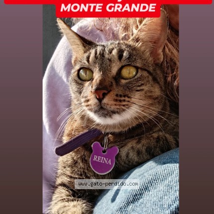 Foto 1/1 Reina Gato perdido en Monte Grande