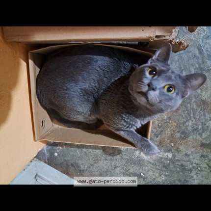 Foto 1/1 Milas Gato perdido en San Lucas Xochimanca
