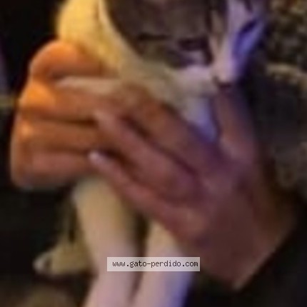 Foto 1/1 Morita Gato perdido en Montevideo