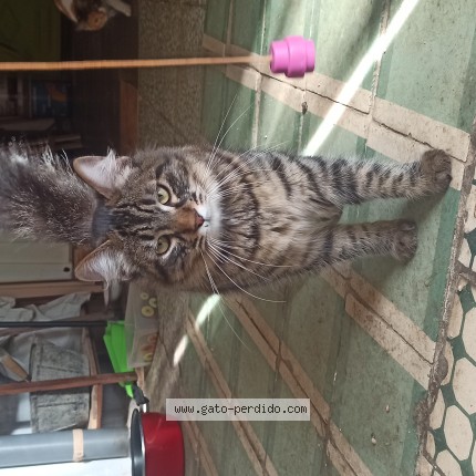 Foto del gato perdido en Santander