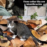 alondra