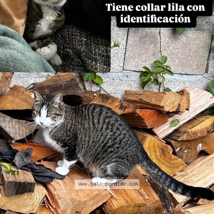 Foto 1/1 alondra Gato perdido en Ciudad De La Costa Lagomar