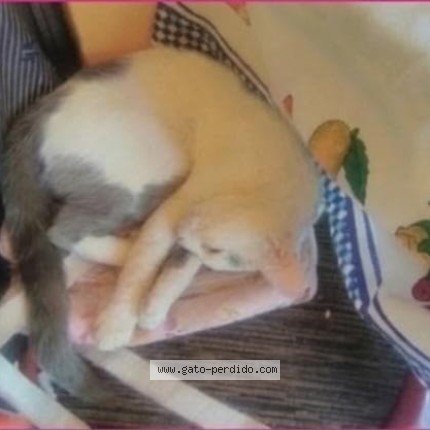 Foto del gato perdido en Rosario