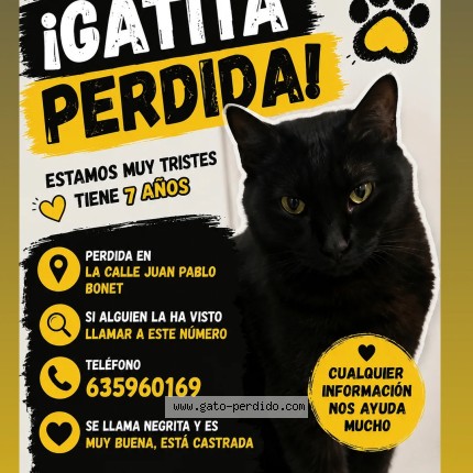 Foto 1/1 negrita Gato perdido en Zaragoza