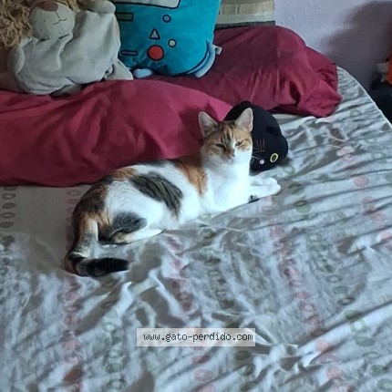 Foto del gato perdido en Talavera De La Reina
