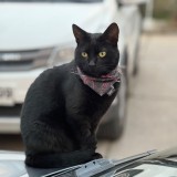 Miguelina