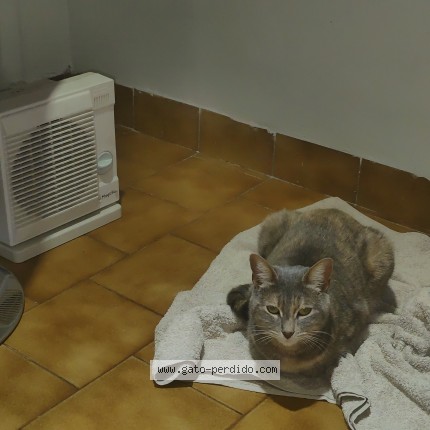 Foto del gato perdido en Villa Ballester